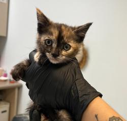 Shelter Stray Female Cat last seen Caminito Roder Road, San Diego, CA, 92126, 5500 Gaines St, San Diego, CA 92110, USA