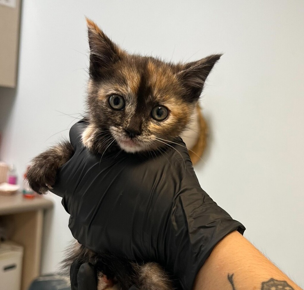 Shelter Stray Female Cat last seen Caminito Roder Road, San Diego, CA, 92126, 5500 Gaines St, San Diego, CA 92110, USA