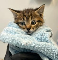 Shelter Stray Female Cat last seen Caminito Roder Road, San Diego, CA, 92126, 5500 Gaines St, San Diego, CA 92110, USA