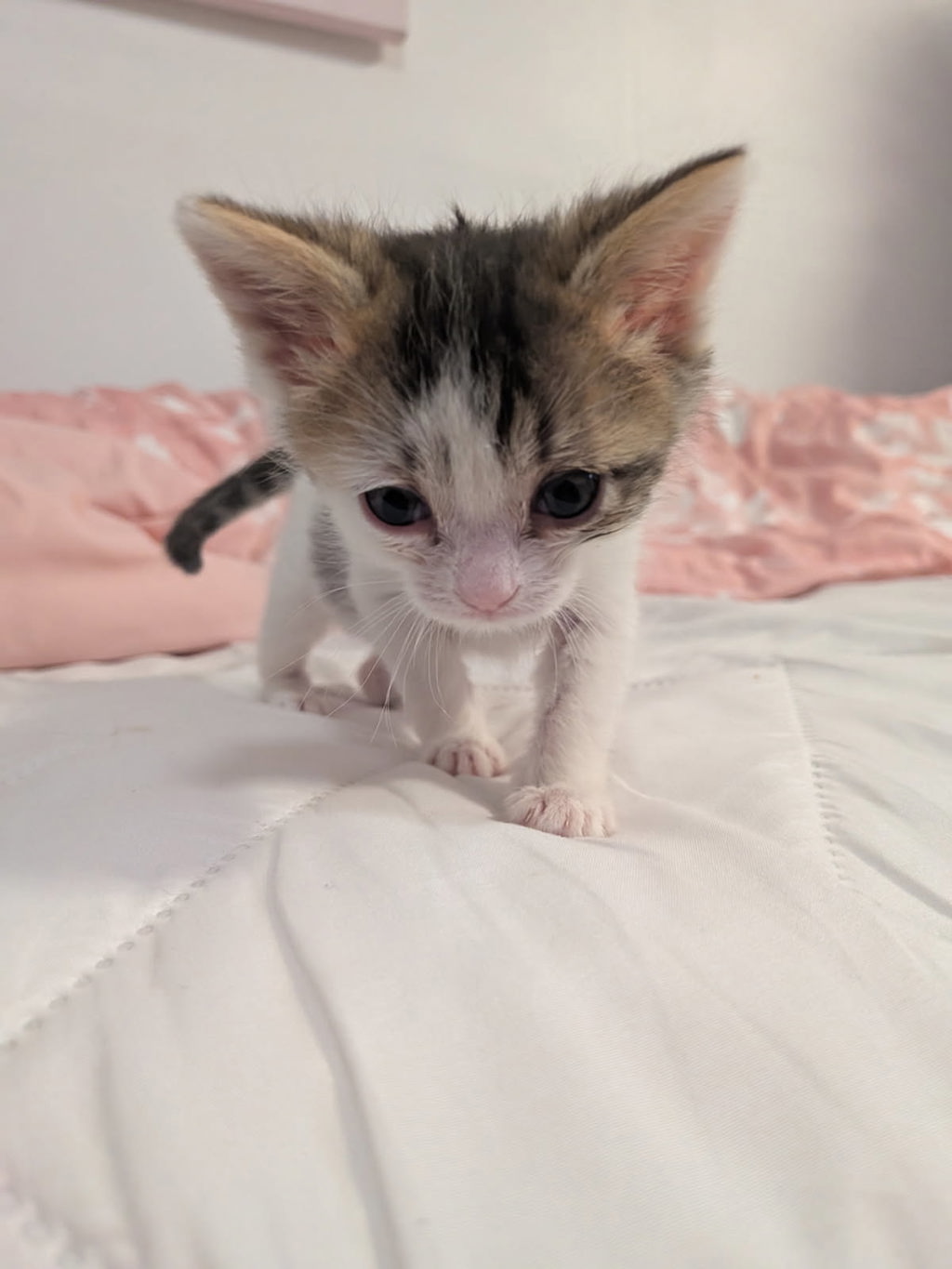 Shelter Stray Female Cat last seen Near Brisbane Way, Oceanside, CA, 92058, Oceanside, CA 92058, USA