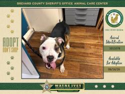 Shelter Stray Male Dog last seen Gaynor Drive, PALM BAY, FL, 32906, 5100 W Eau Gallie Blvd, Melbourne, FL 32934, USA