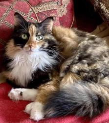 Lost Female Cat last seen Outside of Bina's, Minneapolis, MN 55413