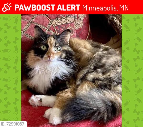 Lost Female Cat last seen Outside of Bina's, Minneapolis, MN 55413