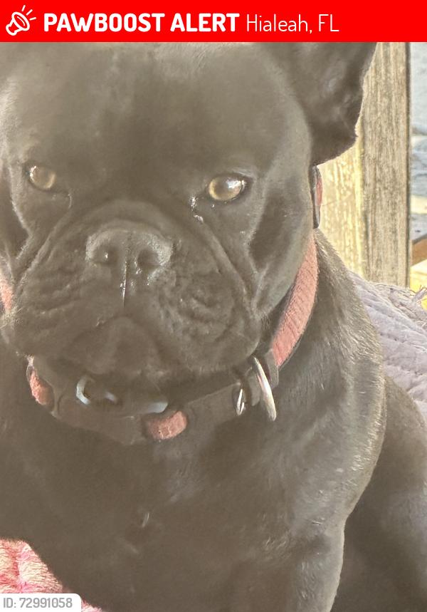Lost Male Dog last seen W 30th st , Hialeah, FL 33012