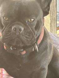Lost Male Dog last seen W 30th st , Hialeah, FL 33012