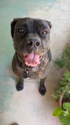 Found/Stray Female Dog last seen Lopez Canyon Rd and Paxton, Los Angeles, CA 91342