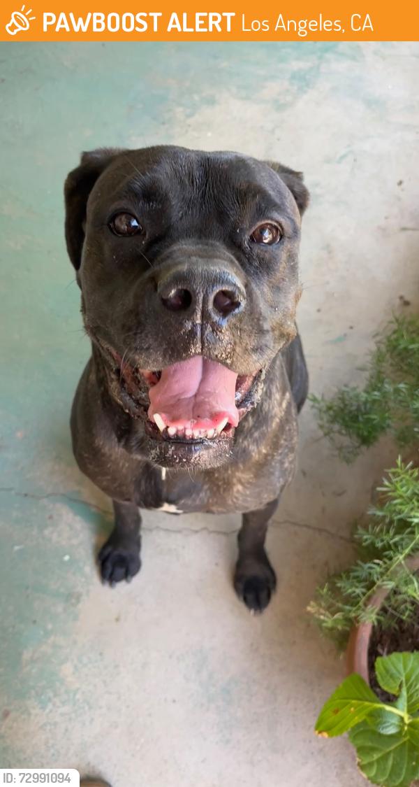 Found/Stray Female Dog last seen Lopez Canyon Rd and Paxton, Los Angeles, CA 91342