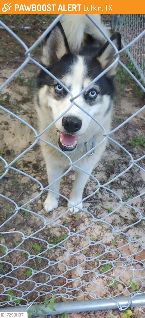Found/Stray Unknown Dog last seen Cox Rd, Lufkin, TX 75904