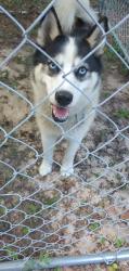 Found/Stray Unknown Dog last seen Cox Rd, Lufkin, TX 75904