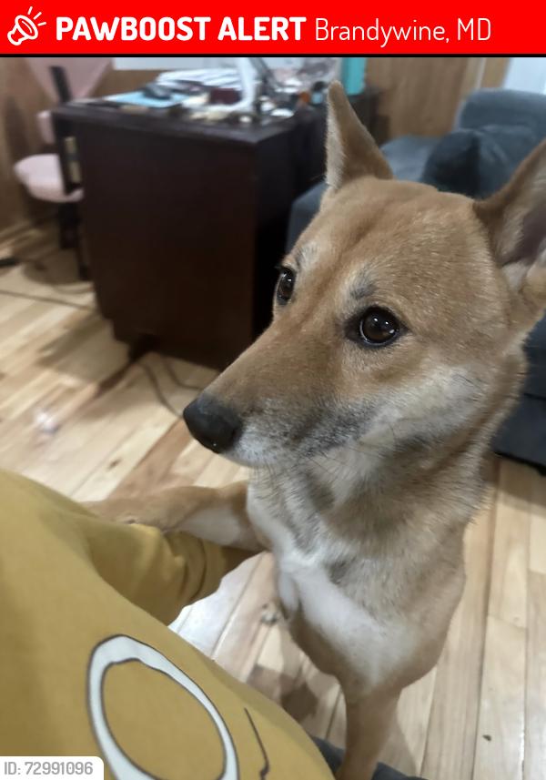 Lost Male Dog last seen Near Cheltenham Dr Brandywine, MD  20613 United States, Brandywine, MD 20613