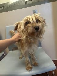 Reunited Female Dog last seen Contra Costa County Animal Shelter, Contra Costa County, CA 94708