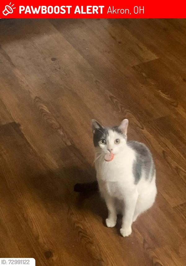Lost Female Cat last seen Near Hyde Ave, Akron, OH 44302