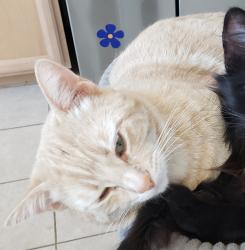 Lost Male Cat last seen Belle Vista and Quail Run, San Tan Valley, AZ 85143