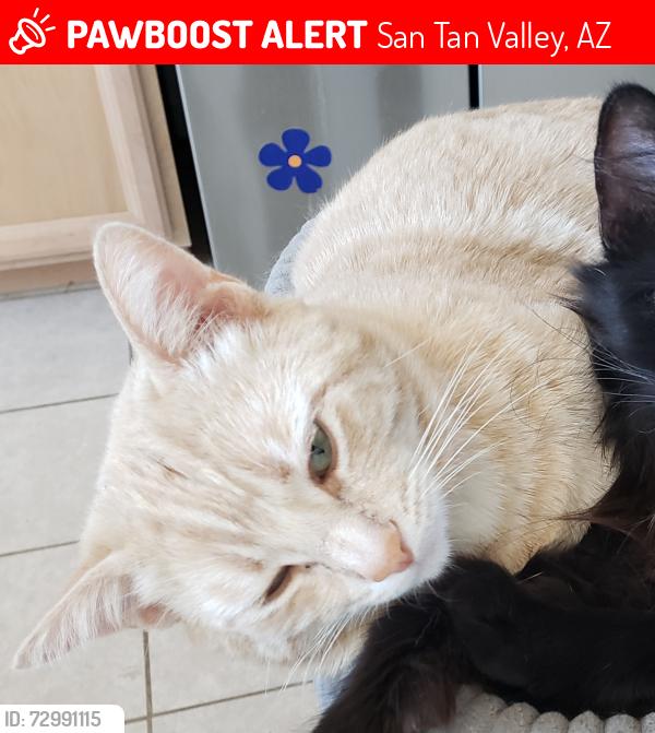 Lost Male Cat last seen Belle Vista and Quail Run, San Tan Valley, AZ 85143