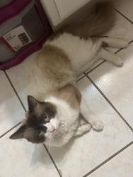 Lost Male Cat last seen Clearwater Court Spring Valley, Spring Valley, CA 91977