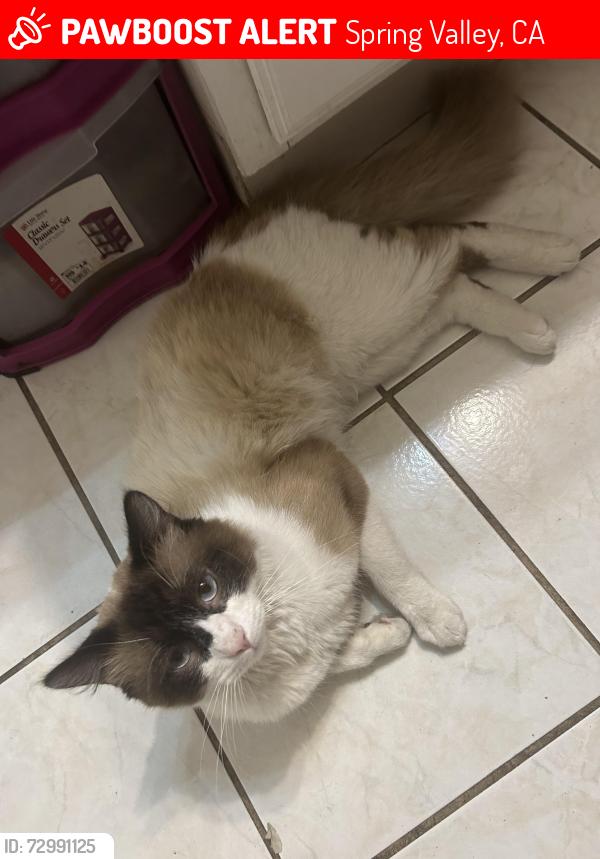 Lost Male Cat last seen Clearwater Court Spring Valley, Spring Valley, CA 91977