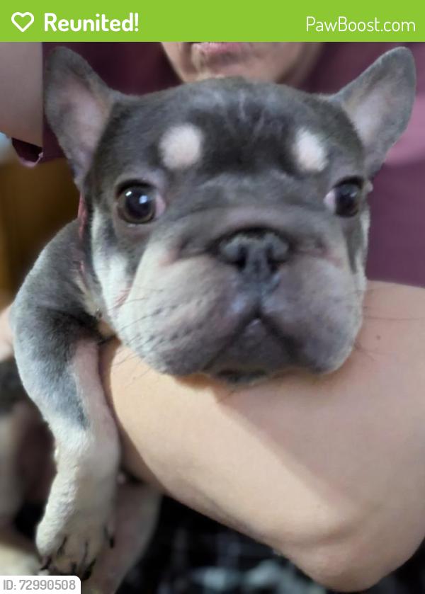Reunited Female Dog last seen Windy Hill Ln , Fort Worth, TX 76108