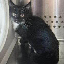 Shelter Stray Male Cat last seen , 3428 S Jenkins Ave, Norman, OK 73072, USA