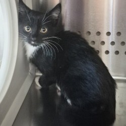 Shelter Stray Male Cat last seen , 3428 S Jenkins Ave, Norman, OK 73072, USA