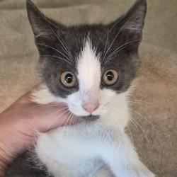 Shelter Stray Male Cat last seen , 3428 S Jenkins Ave, Norman, OK 73072, USA