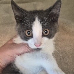 Shelter Stray Male Cat last seen , 3428 S Jenkins Ave, Norman, OK 73072, USA