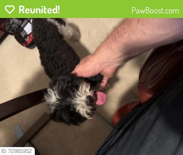 Reunited Female Dog last seen West Copper Lakes and Longenbaugh , Houston, TX 77095