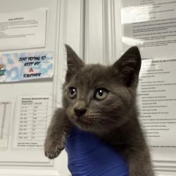 Shelter Stray Female Cat last seen , 328 Furman Hall Rd, Greenville, SC 29609, USA
