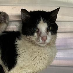 Shelter Stray Female Cat last seen , 4525 W Wendover Ave, Greensboro, NC 27409, USA
