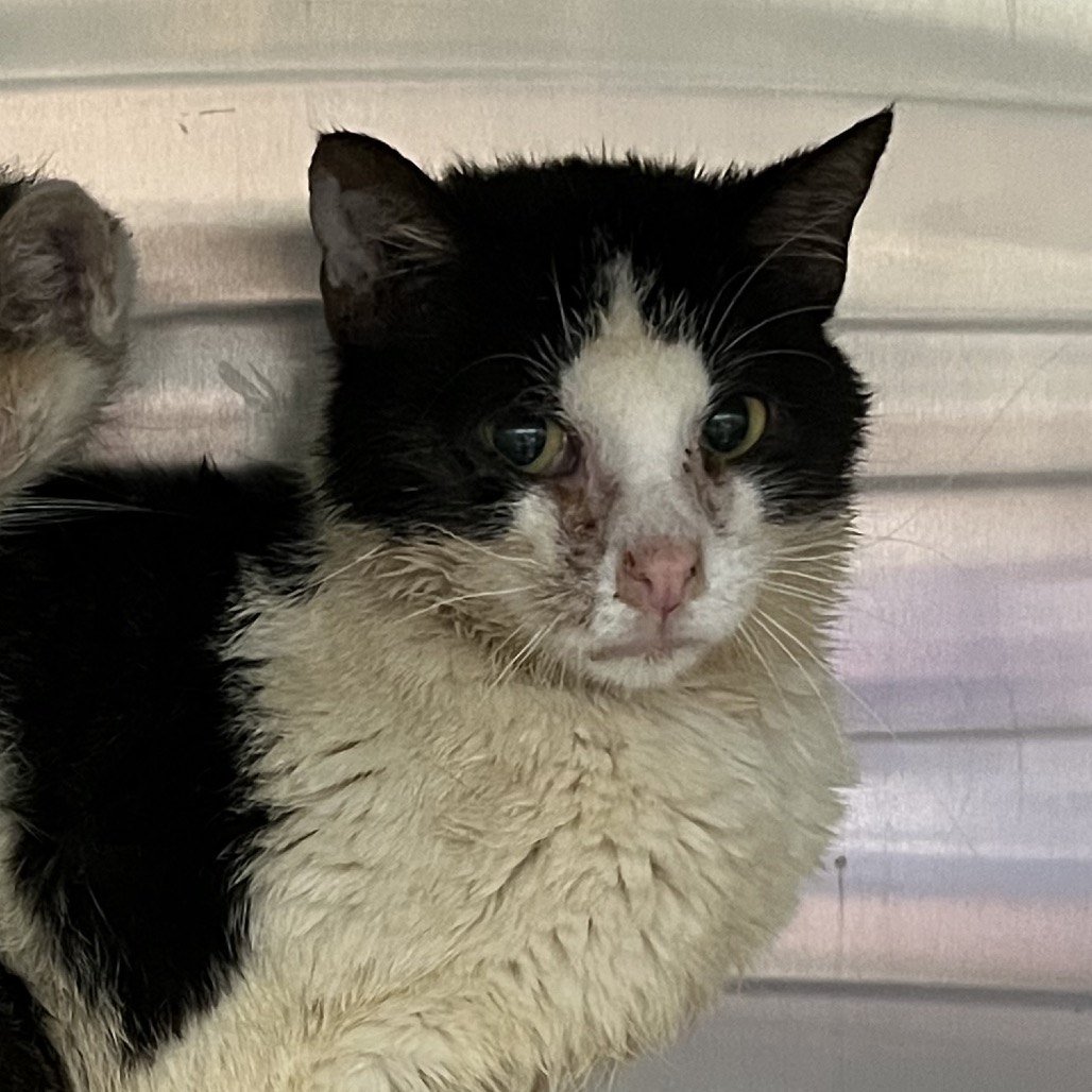Shelter Stray Female Cat last seen , 4525 W Wendover Ave, Greensboro, NC 27409, USA