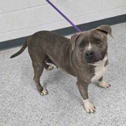 Shelter Stray Female Dog last seen , 5801 Graye Ln, Caldwell, ID 83607, USA