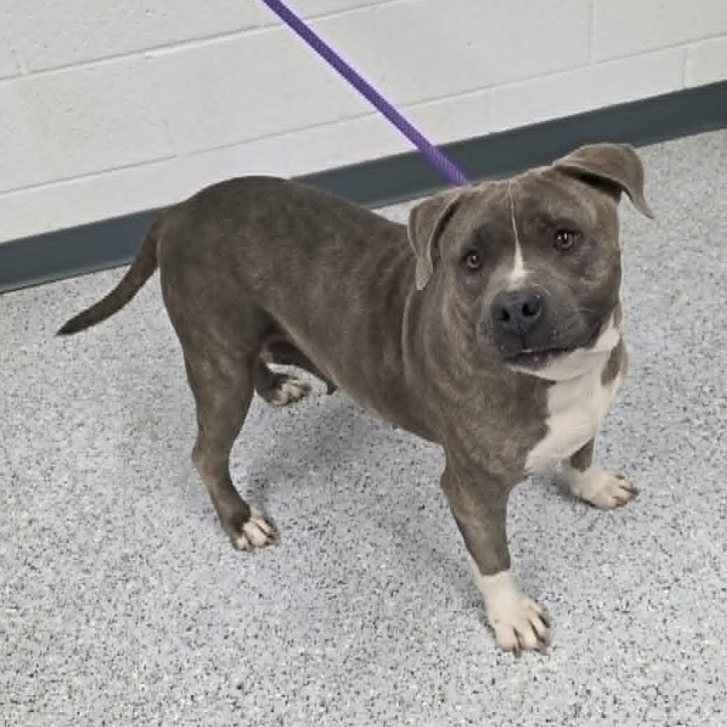 Shelter Stray Female Dog last seen , 5801 Graye Ln, Caldwell, ID 83607, USA