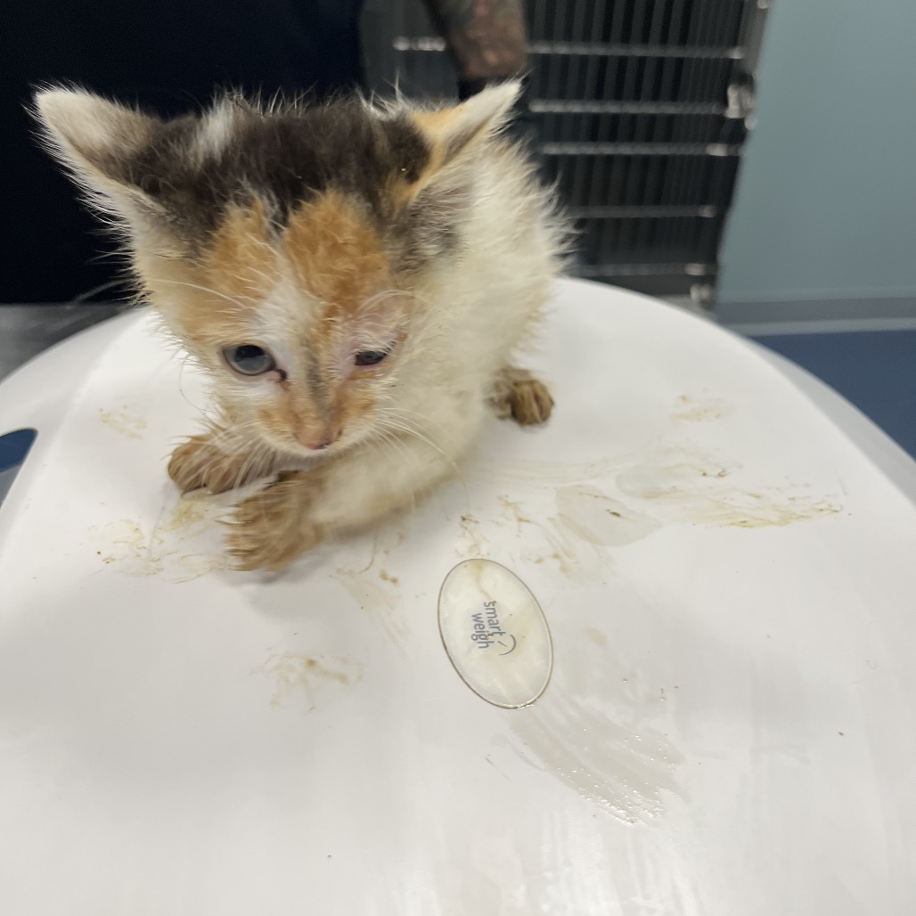 Shelter Stray Female Cat last seen , 4525 W Wendover Ave, Greensboro, NC 27409, USA