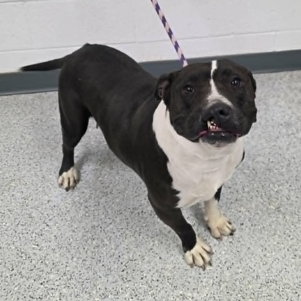 Shelter Stray Female Dog last seen , 5801 Graye Ln, Caldwell, ID 83607, USA