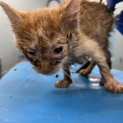 Shelter Stray Unknown Cat last seen , 4525 W Wendover Ave, Greensboro, NC 27409, USA
