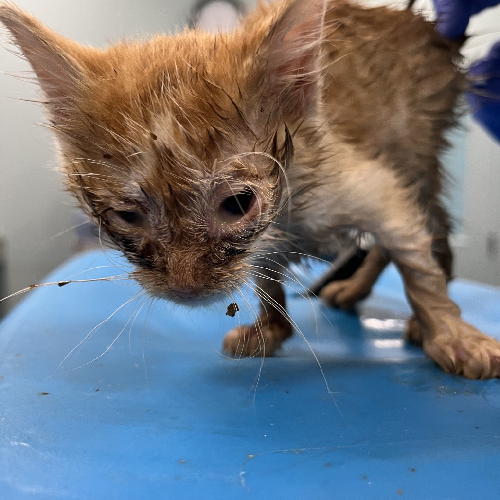 Shelter Stray Unknown Cat last seen , 4525 W Wendover Ave, Greensboro, NC 27409, USA