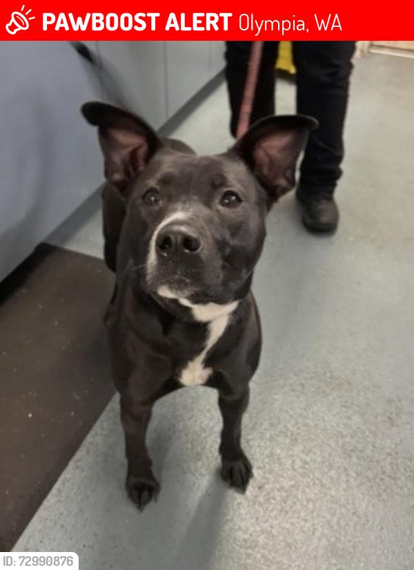 Lost Female Dog last seen Near Wheeler Ave SE, Olympia, WA 98501, Olympia, WA 98501