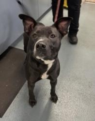 Lost Female Dog last seen Near Wheeler Ave SE, Olympia, WA 98501, Olympia, WA 98501
