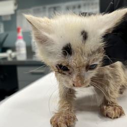 Shelter Stray Unknown Cat last seen , 4525 W Wendover Ave, Greensboro, NC 27409, USA
