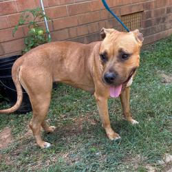 Shelter Stray Female Dog last seen , 4525 W Wendover Ave, Greensboro, NC 27409, USA