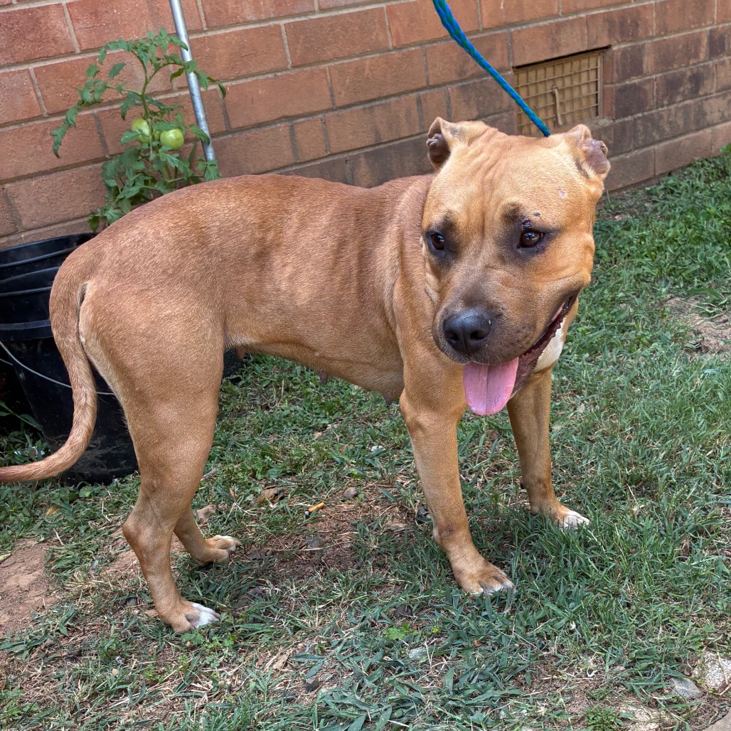 Shelter Stray Female Dog last seen , 4525 W Wendover Ave, Greensboro, NC 27409, USA