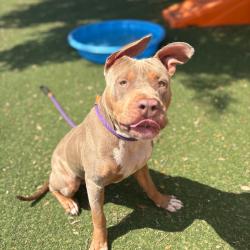 Shelter Stray Male Dog last seen , 8020 Washington St, Port Richey, FL 34668, USA
