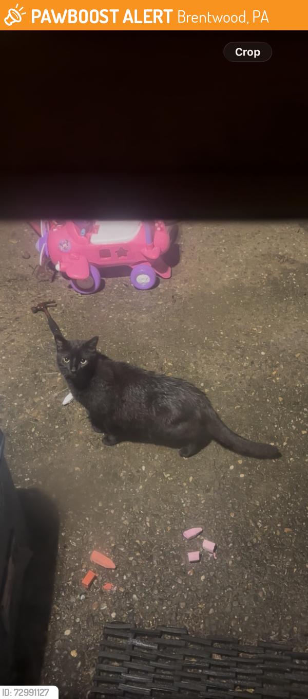 Found/Stray Unknown Cat last seen Greenlee Kestner , Brentwood, PA 15227