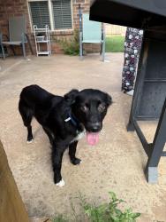 Lost Male Dog last seen Milwaukee Ave, Lubbock, TX 79416
