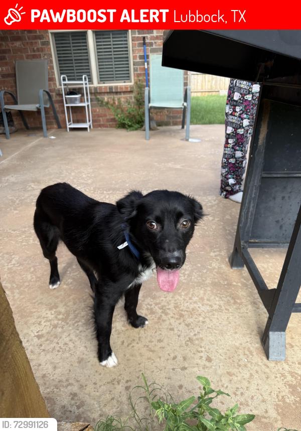 Lost Male Dog last seen Milwaukee Ave, Lubbock, TX 79416