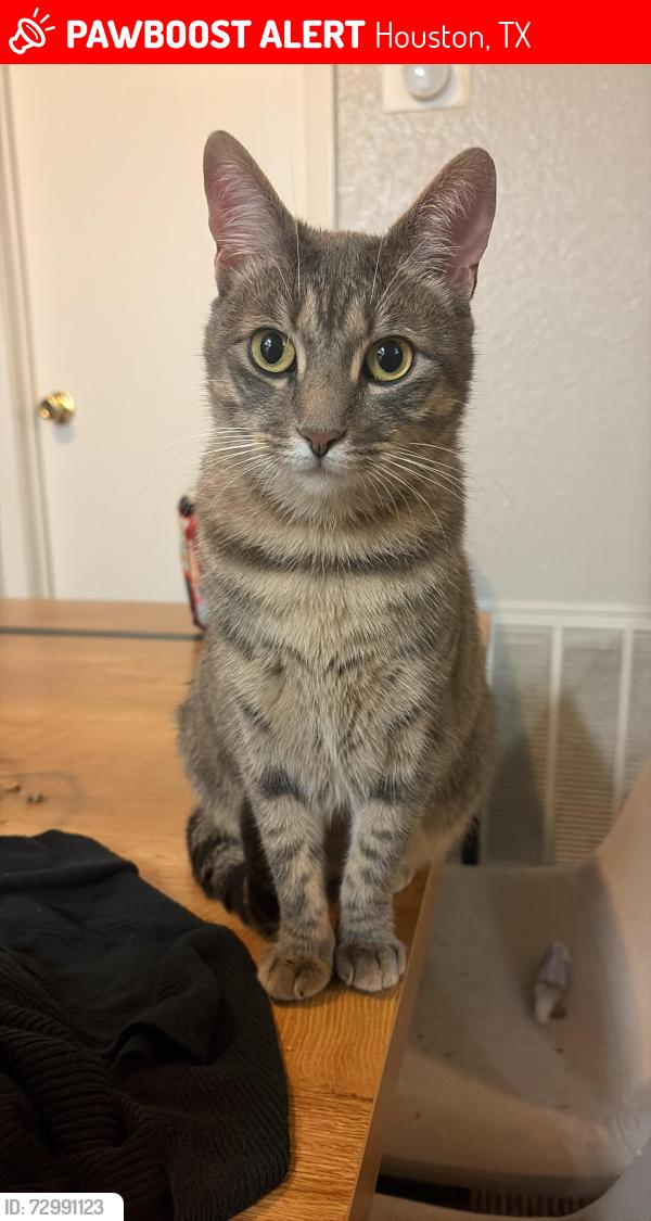 Lost Female Cat last seen Wayforest, Houston, TX 77060