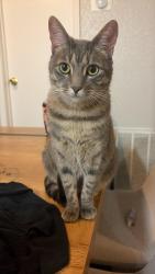 Lost Female Cat last seen Wayforest, Houston, TX 77060