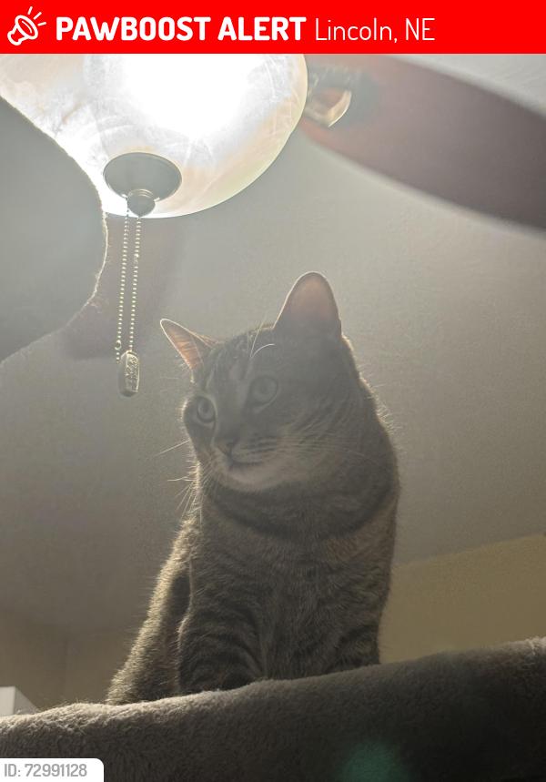 Lost Female Cat last seen 45th and L st, Lincoln, NE 68510