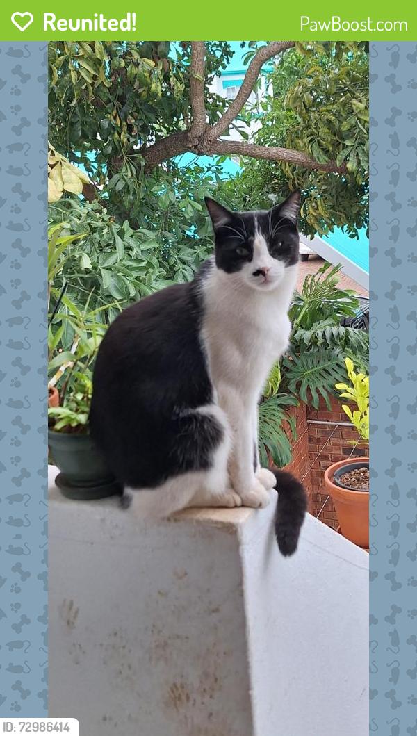 Reunited Male Cat last seen Near Mayo Ln, Faerie Glen, Pretoria, 0043, South Africa, Pretoria, GP 0043