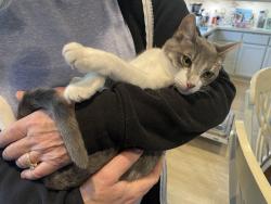 Reunited Female Cat last seen Prewett Ranch, Antioch, CA 94531