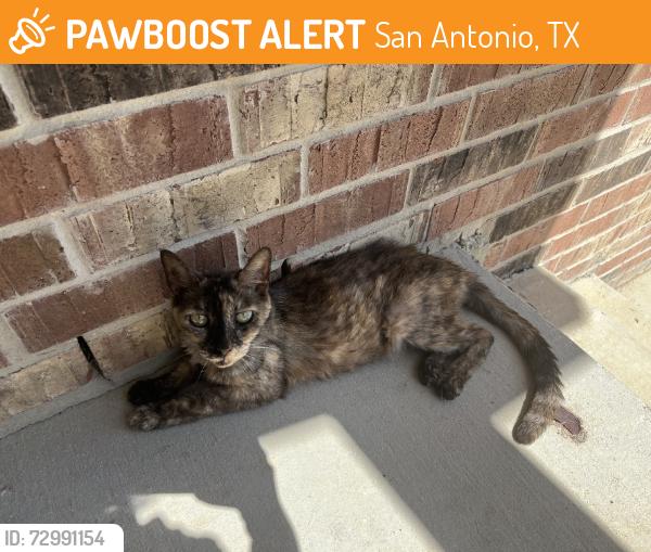 Found/Stray Unknown Cat last seen Applewhite mdw, San Antonio, TX 78224